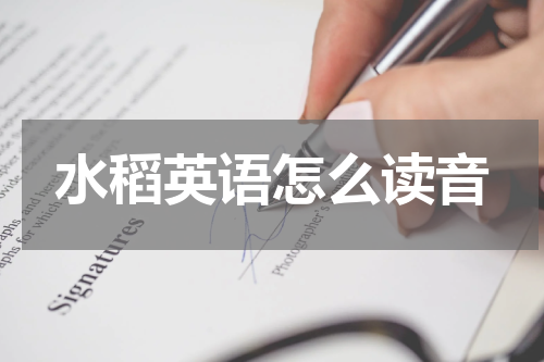 水稻英语怎么读音